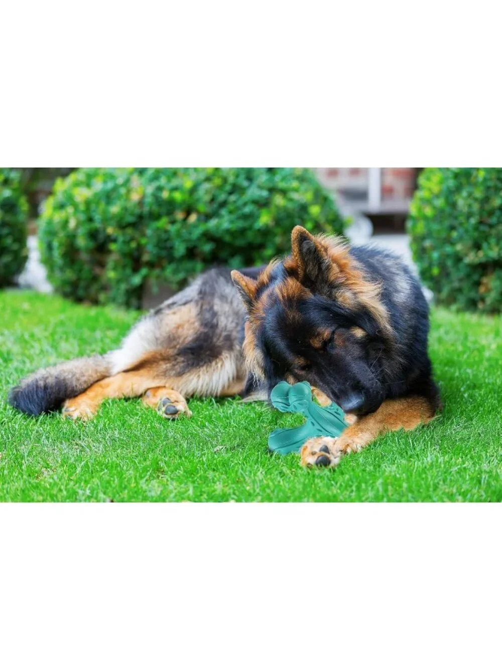 Durable Indestructible Dog Chew Toys for Aggressive Chewers - Large Breed Blue